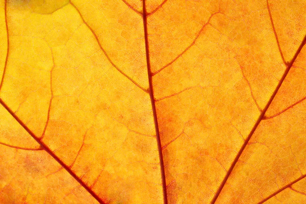 Laubstruktur im Herbst — Stockfoto