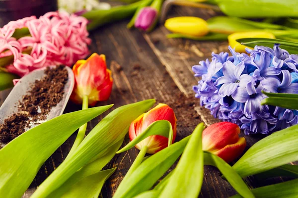 Tulips and hyacinths  on  background — Stock Photo, Image