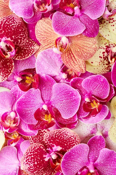 Květy orchidejí s kapkami vody — Stock fotografie