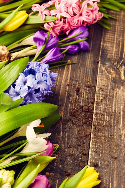 Tulipanes, jacintos y cocodrilos — Foto de Stock