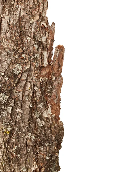 Coaja de copac izolat — Fotografie, imagine de stoc