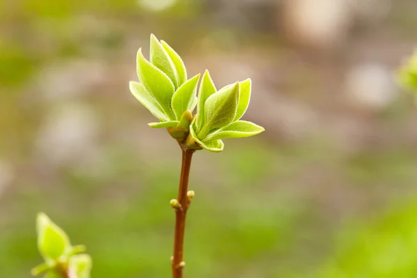 Erste grüne Frühlingsknospen — Stockfoto