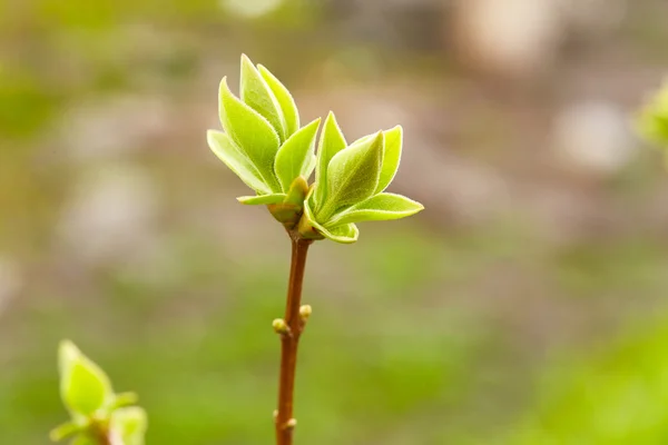 Premiers bourgeons verts de printemps — Photo