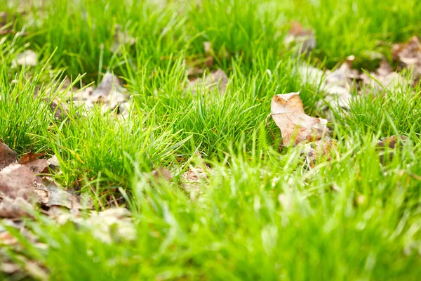 Gras mit trockenen Blättern — Stockfoto