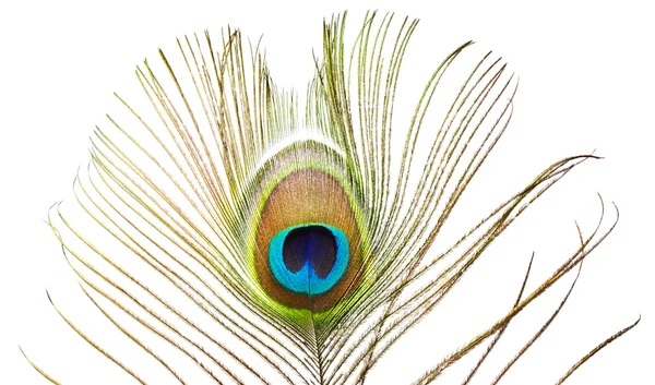 Peacock feather on white — Stock Photo, Image