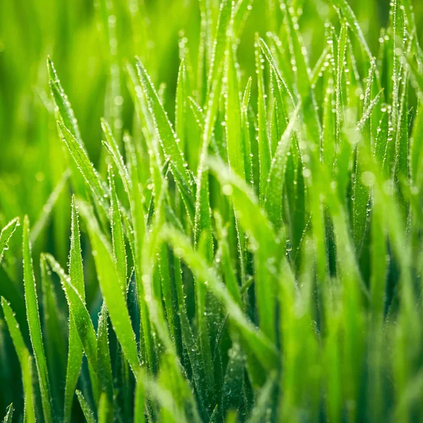 Hierba verde con gotas de agua. —  Fotos de Stock