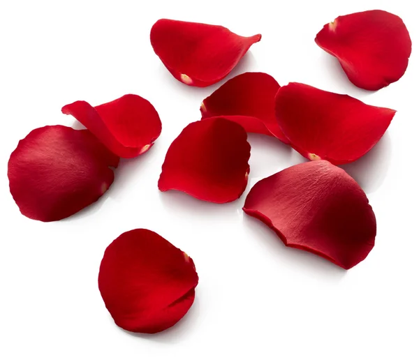 Petals of red rose — Stock Photo, Image