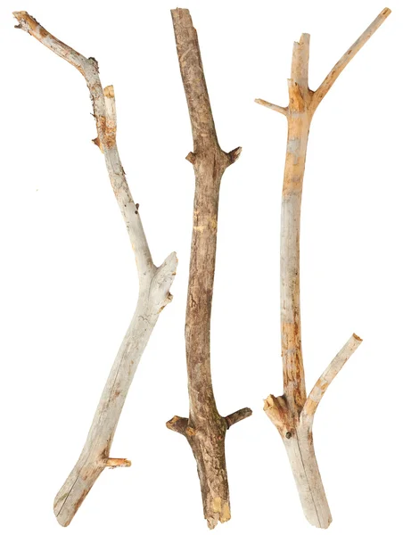 Ramos de árvores isolados — Fotografia de Stock
