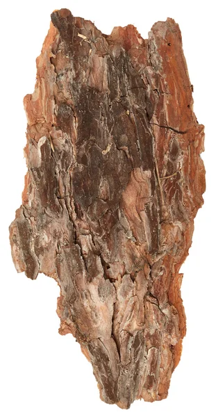 Corteccia d'albero incrinata — Foto Stock