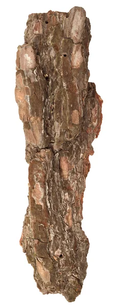 Cracked Tree Bark — Stock Photo, Image