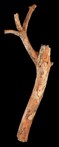 Bastone albero isolato — Foto Stock