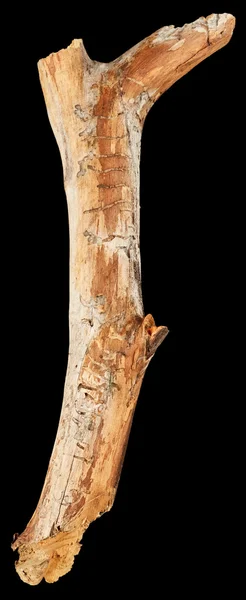 Bastone albero isolato — Foto Stock