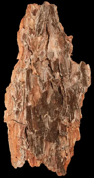 Bark tree isolated — Stock Photo, Image