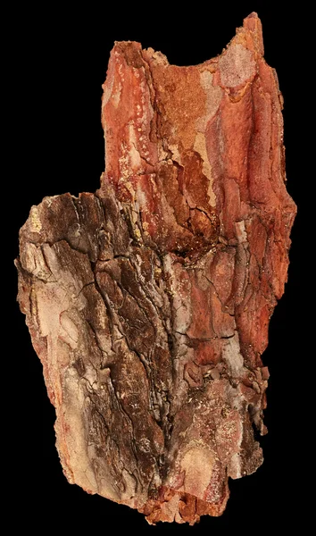 Bark tree isolated — Stock Photo, Image