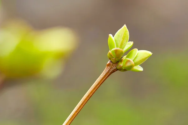 Primeros brotes verdes de primavera — Foto de Stock