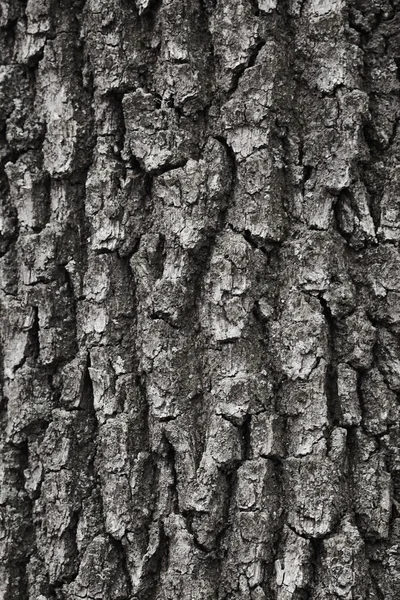 Υφή του φλοιού του δέντρου — Φωτογραφία Αρχείου