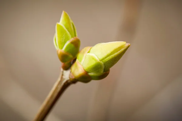 Premiers bourgeons verts de printemps — Photo