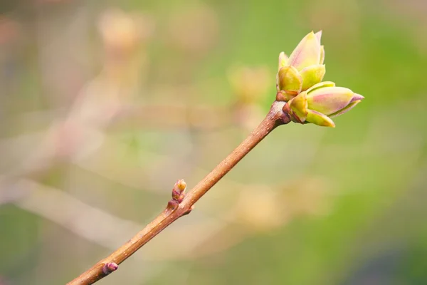 Erste grüne Frühlingsknospen — Stockfoto