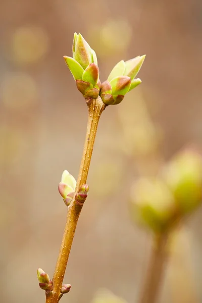 First green spring buds — Stock Photo, Image