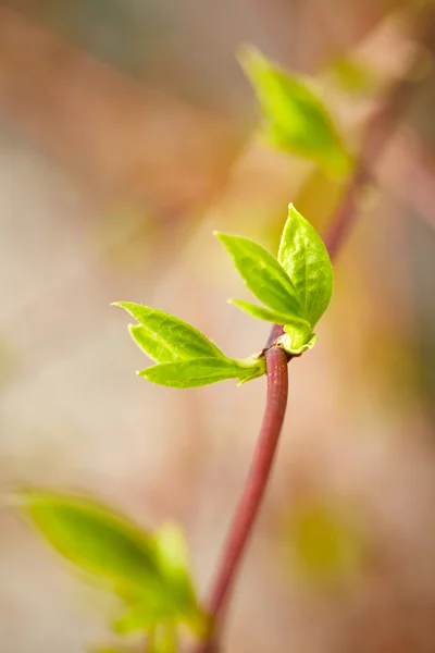 Premières feuilles de printemps — Photo