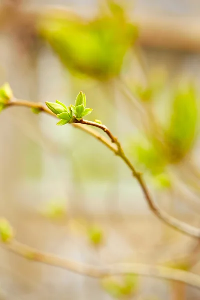 Premiers bourgeons verts de printemps — Photo