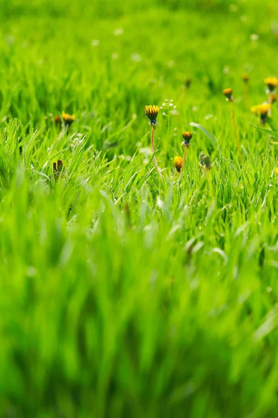 Grüner Hintergrund — Stockfoto