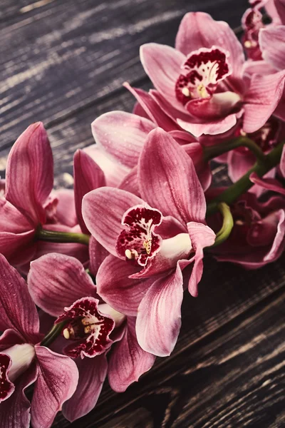 Schöne Orchideenblüten — Stockfoto