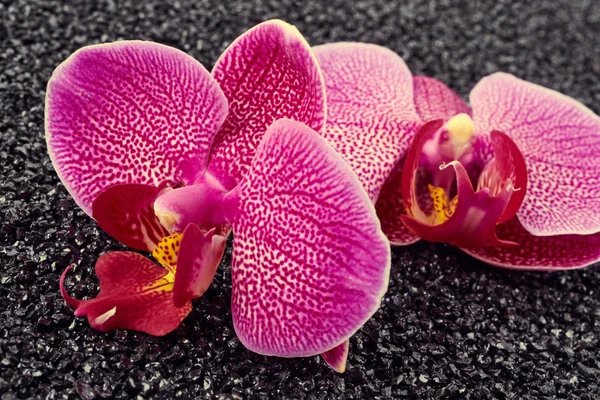 Paarse orchideebloemen — Stockfoto