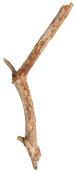 Tree stick izolat — Fotografie, imagine de stoc
