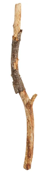 Tree branch isolated — Stock Photo, Image