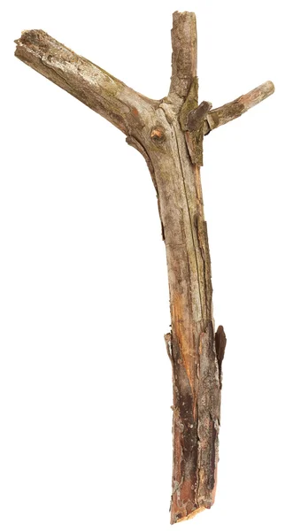 Δέντρο ραβδί απομονωθεί — Φωτογραφία Αρχείου