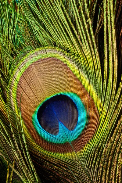 Pluma del pavo real de cerca — Foto de Stock