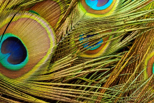 Textura de plumas coloridas de pavo real — Foto de Stock