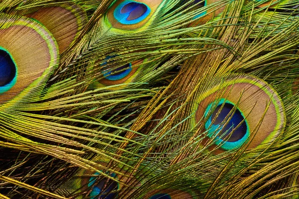 Textura de plumas coloridas de pavo real — Foto de Stock