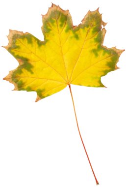 Sonbahar akçaağaç yaprağı 