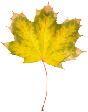 Sonbahar akçaağaç yaprağı 