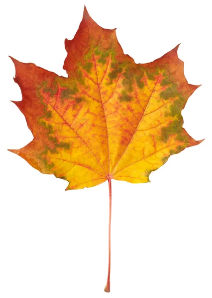 Autumn maple leaf — Stock Photo, Image