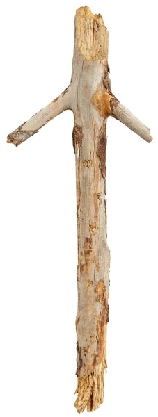 Baum Stick auf weiß — Stockfoto