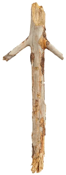 Tree stick på vit — Stockfoto