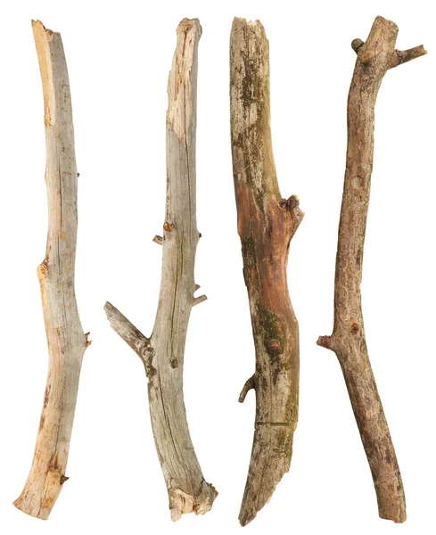 Set cabang pohon — Stok Foto