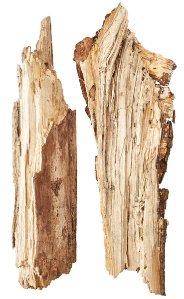 Part of tree trunk — Stock Photo, Image