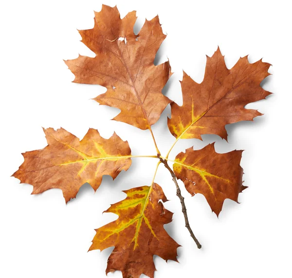 Dry autumn leaves — Stock Photo, Image