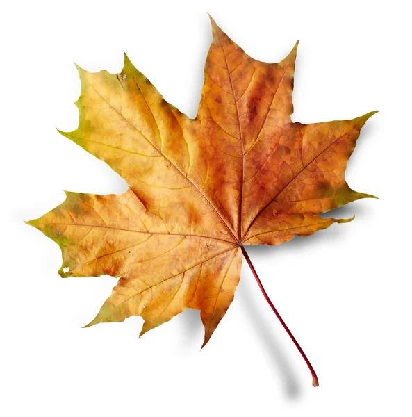 Maple autumn leaf — Stock Photo, Image