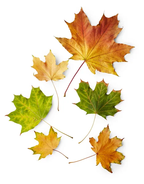 Leaves of maple tree — Stock Photo, Image
