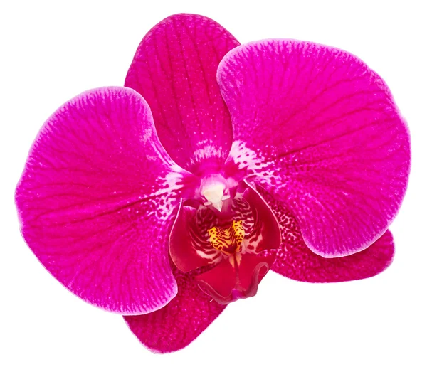 Różowy kwiat storczyka — Zdjęcie stockowe