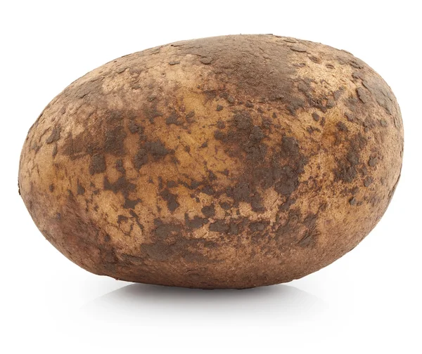 Enda potatis på vit — Stockfoto