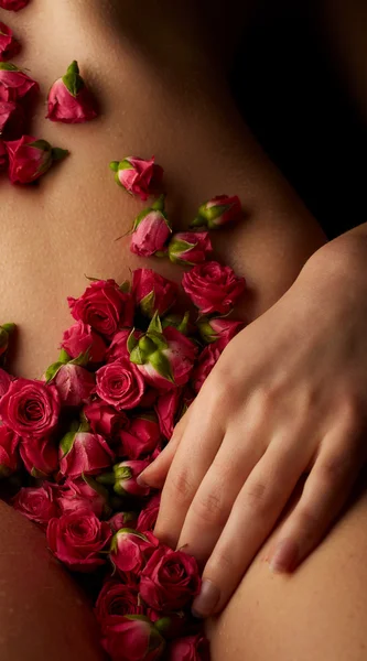 Corpo feminino com rosas rosa Fotografia De Stock
