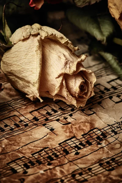 Dry rose on vintage background — Stock Photo, Image