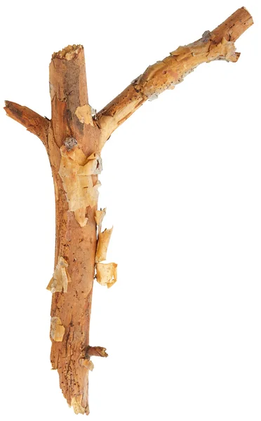 Tree stick on white — Stock Photo, Image