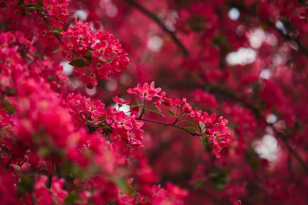 Árbol floreciente primavera — Foto de Stock